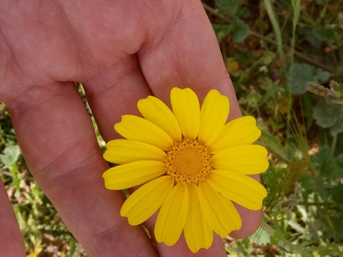 Crown daisy (Glebionis coronaria)