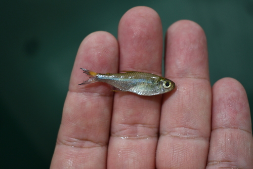 Giacopini's tetra (Bryconops giacopinii) — Iguanodectidae — 4
