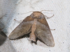 Griseothosea fasciata