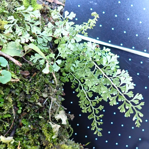 Asplenium tenuicaule iNat (1)