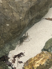 Grapsus grapsus