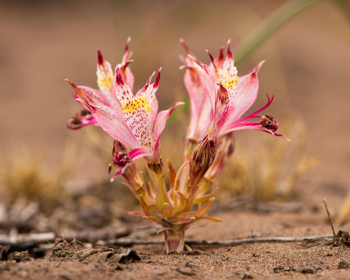 Alstroemeria recumbens (Alstroemeria recumbens)