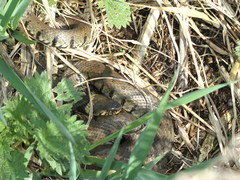 Natrix helvetica helvetica