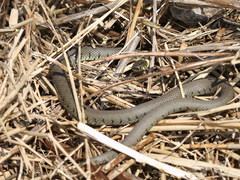 Natrix helvetica helvetica