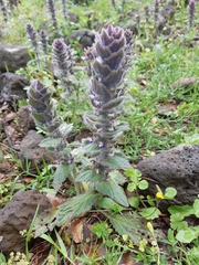 Ajuga orientalis