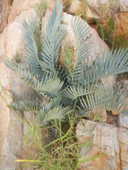 Encephalartos lehmannii