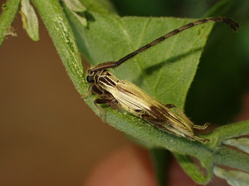Recchia albicans