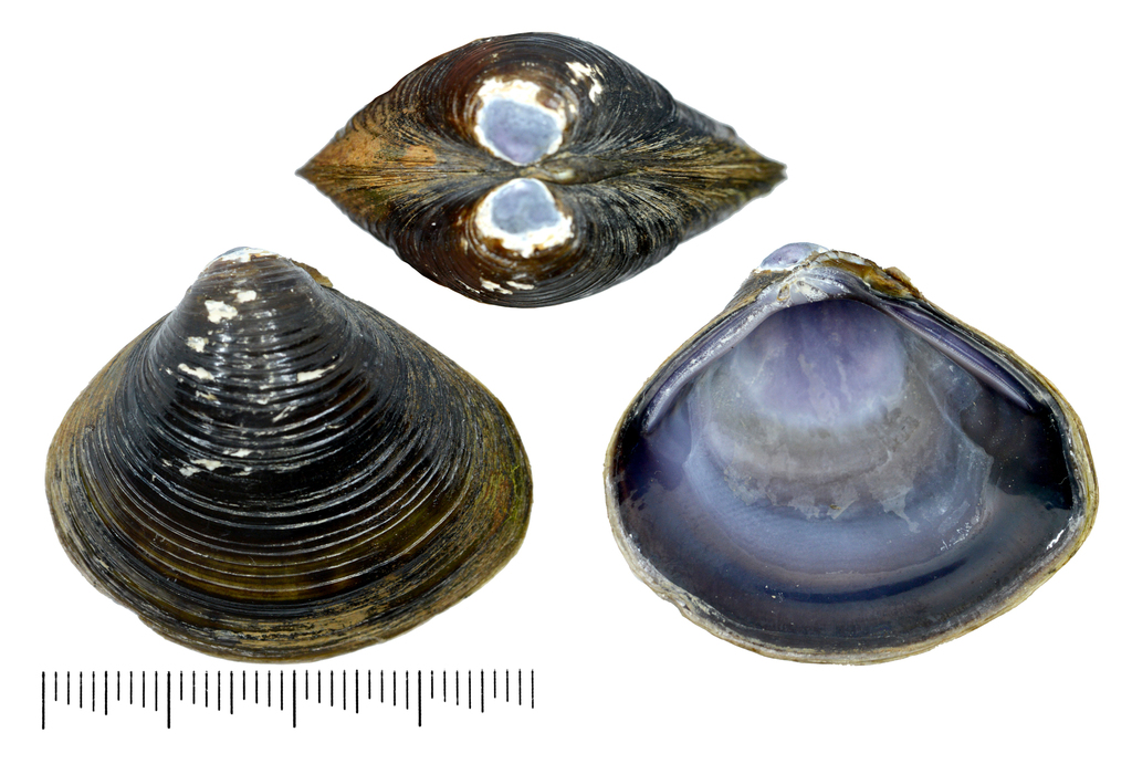 Corbicula leana
