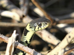 Natrix helvetica helvetica