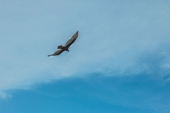 Cathartes aura image