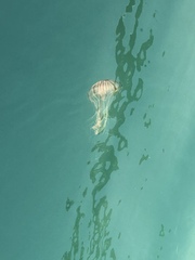 Chrysaora pacifica