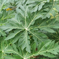 Carica papaya image