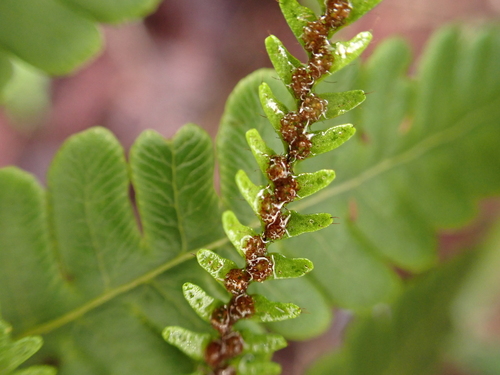 West Indian dwarf polypody (Grammitis nimbata)