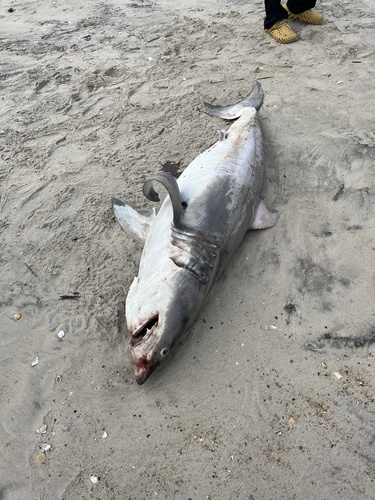 Great White Shark photographed in North Carolina