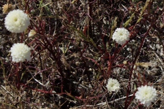 Chaenactis fremontii