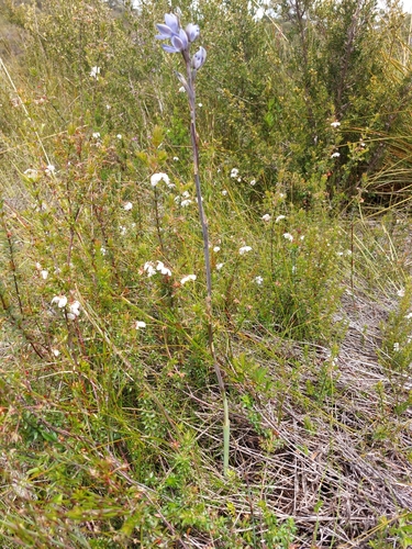 Image of Thelymitra aristata by (c) Brendan Costello, some rights reserved (CC BY)