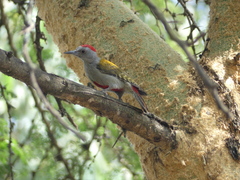 Chloropicus spodocephalus