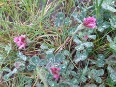 Trifolium eriosphaerum