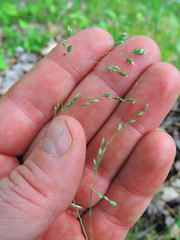 Poa saltuensis
