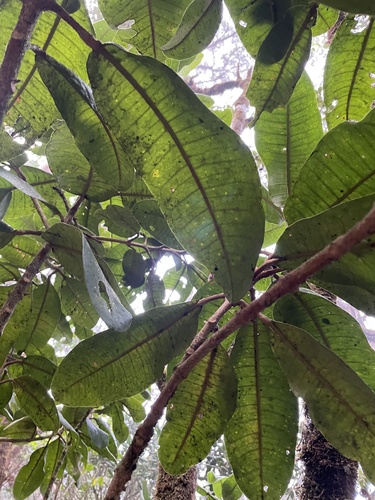 Melicope puberula observed 2023-12-06