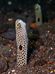 Heteroconger hassi