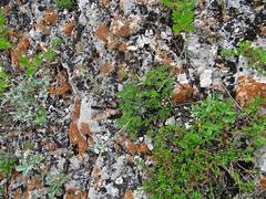 Eritrichium sichotense