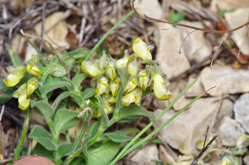 Image of Hebecarpa ovatifolia by (c) Michelle W. （鍾偉瑋）, some rights reserved (CC BY)