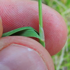 Poa saltuensis