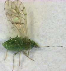 Tinocallis ulmiparvifoliae