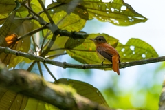 Rufous-Tailed Attila photo 3