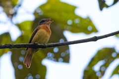 Rufous-Tailed Attila photo 2