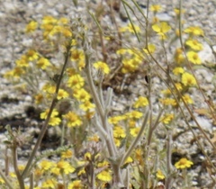 Eriophyllum wallacei