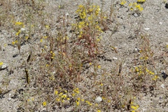 Eriophyllum wallacei