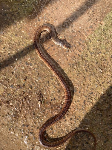 Eastern Brown Snake sighting