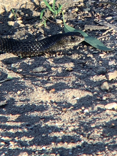 Eastern Brown Snake sighting