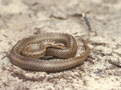 Smooth Snake, Gelderland, NL, photo 6 of 10