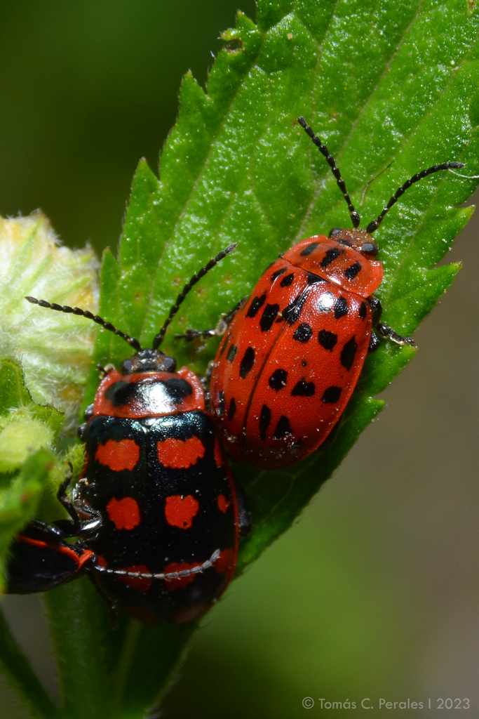 Alagoasa formosa