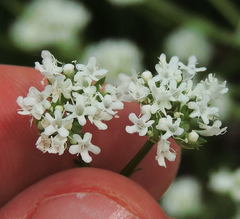 Valerianella