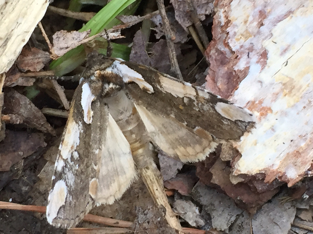 Dogwood Thyatirid Moth from 29835 Phelps Rd, Logan, OH, US on April 16