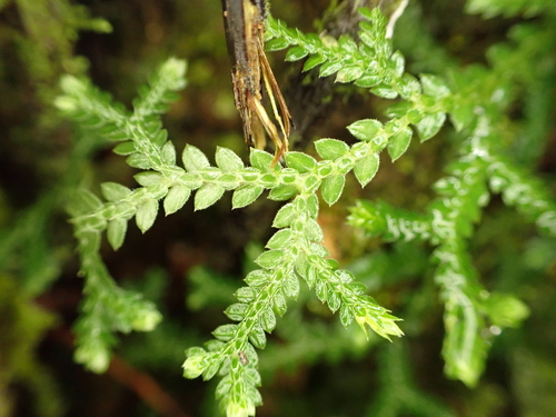 Oval-Leaf Spike-Moss (Selaginella ovifolia)