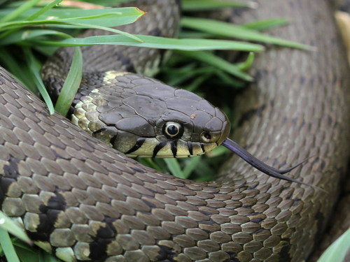 Barred Grass Snake, Reeuwijk, NL-ZH, NL, photo 8 of 10