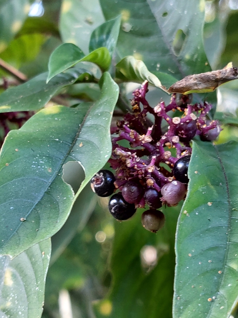 Palicourea hebeclada; photograph Francis Pérez, CC BY, iNaturalist via GBIF
