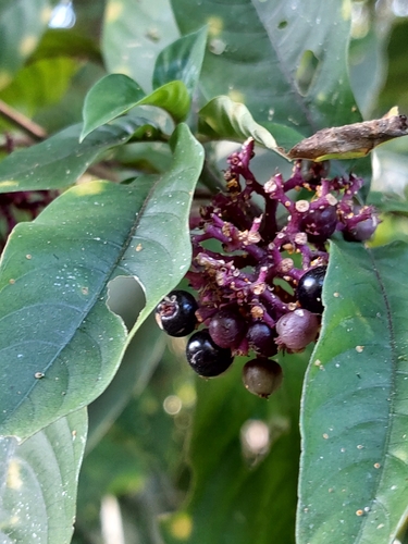 Palicourea hebeclada