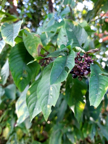 Palicourea hebeclada, photograph 1