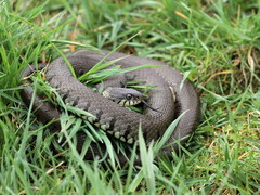 Natrix helvetica helvetica