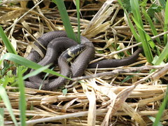 Natrix helvetica helvetica