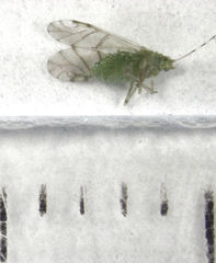 Tinocallis ulmiparvifoliae