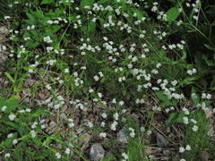 Valerianella