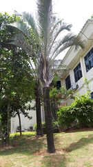 Dypsis decaryi
