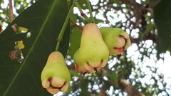 Syzygium aqueum